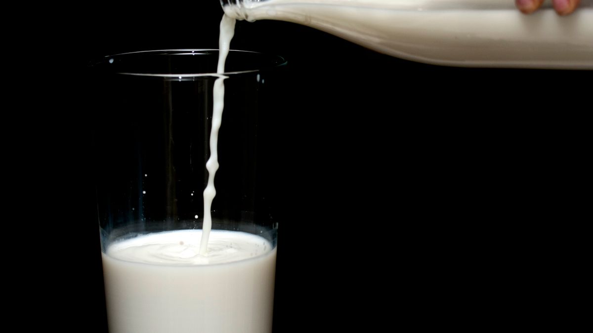 Alimentos probióticos e fermentados que restauram a microbiota intestinal