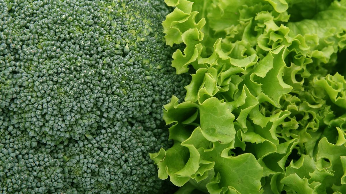 fibras e vegetais para alimentar bactérias boas e corrigir o erro de alimentar bactérias erradas