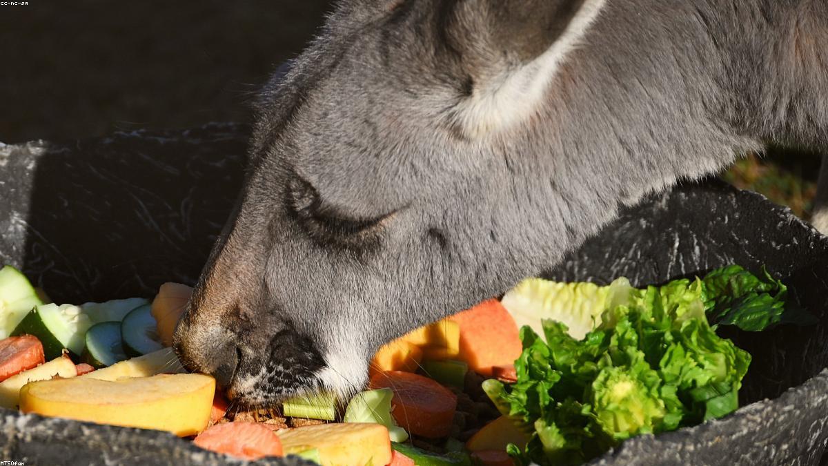 história da alimentação real e natural que não está sendo contada pela mídia